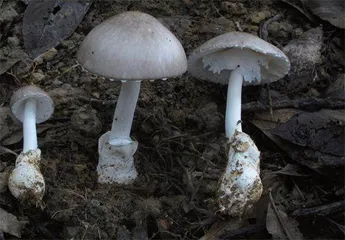 毒蘑菇的是是非非6