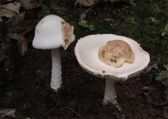毒蘑菇的是是非非7