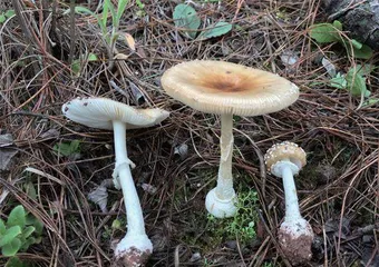 毒蘑菇的是是非非8