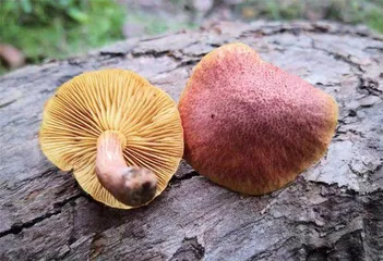 毒蘑菇的是是非非9