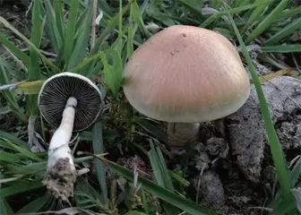 毒蘑菇的是是非非11