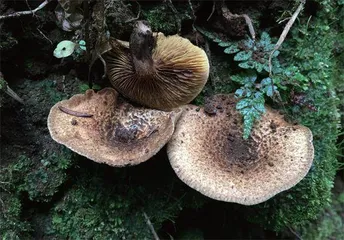 毒蘑菇的是是非非13