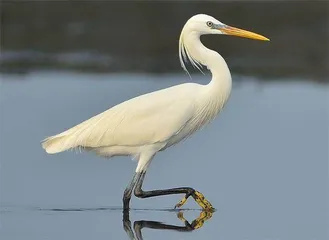 保护生物多样性,中国在行动2