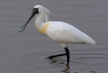 保护生物多样性,中国在行动3