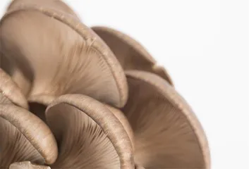 天下谁人不识“菌”
