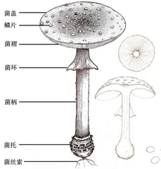 天下谁人不识“菌”1