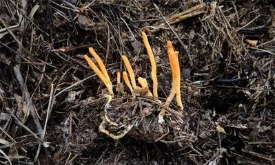 天下谁人不识“菌”3