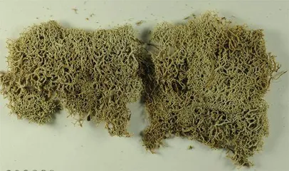 天下谁人不识“菌”4