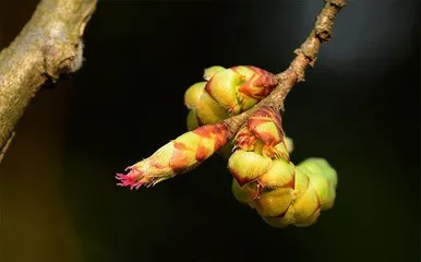 海岛生态奇迹:生物多样性的宝库1