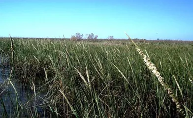 海岛生态奇迹:生物多样性的宝库3