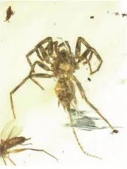 琥珀:完美封存的古老记忆6