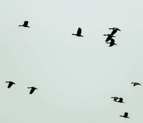 光污染：鸟类迁徙路上的噩梦