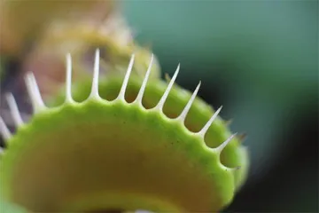 食肉植物的生存智慧1