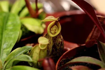 食肉植物的生存智慧3