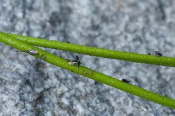 食肉植物的生存智慧4