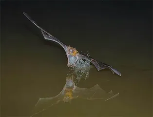 不爱吃虫子的蝙蝠4