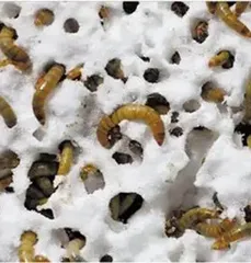 昆虫肠道微生物可降解塑料0