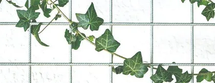 老虎的“植物亲戚”