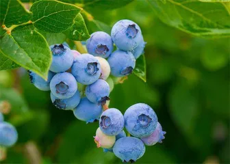 城市新生态:人与野生动物和谐共存3