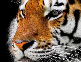 猫和老虎,到底啥关系0