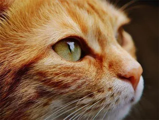 猫和老虎,到底啥关系1