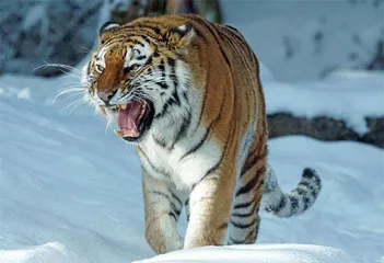 猫和老虎,到底啥关系2