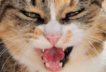 猫和老虎,到底啥关系3