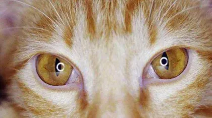 猫和老虎,到底啥关系5