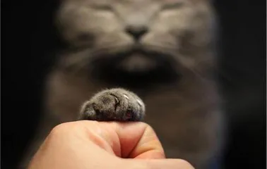 猫和老虎，到底啥关系7