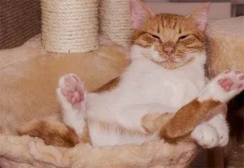 猫和老虎，到底啥关系8