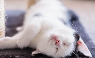 猫和老虎，到底啥关系9