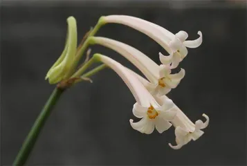 清雅飘逸的垂筒花1