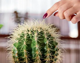 辣椒的疼、薄荷的凉,诺奖来揭秘