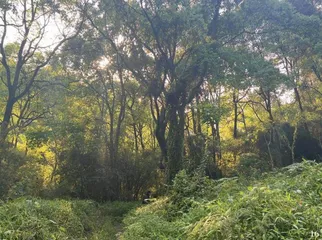 童文敏:非常规光合作用3