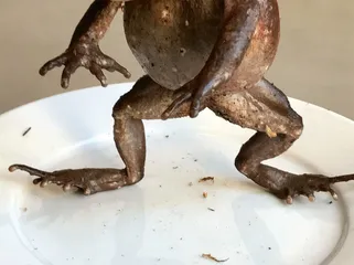 破茧重萌5