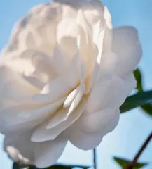 向花而行1
