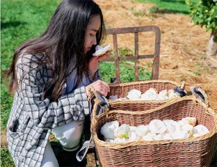 向花而行3