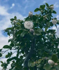 向花而行6