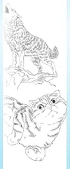 像狼一样工作，像猫一样生活