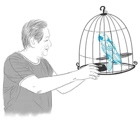 一只不会飞的鹦鹉