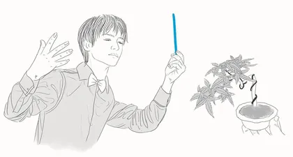 一株小槭树