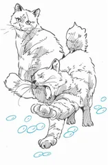 一只猫的智慧
