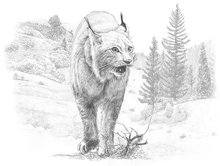 野猫斯芬克斯
