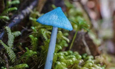 新西兰掀起赏“菌”热