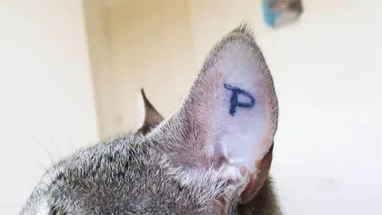 法国立法,禁喂野猫2