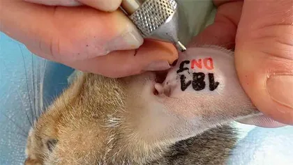 法国立法,禁喂野猫3