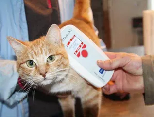 法国立法,禁喂野猫4