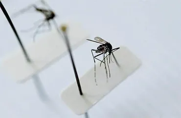 虫媒传染病流行,法国灭蚊迎奥运1