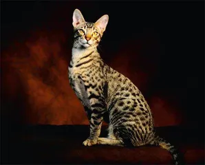 大猫——养在家中的野兽3