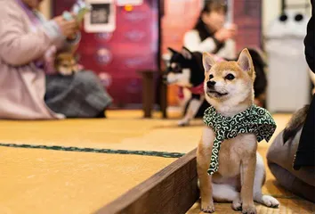 日本:孤独经济崛起2